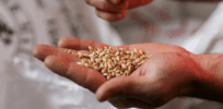Can we expect a wave of corporate breakups as seed industries liberate themselves from litigation-laden pesticide businesses