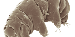 Sleeping for centuries: Unpacking the mystery of the survival of animals