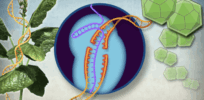Video: 101 seconds on the plant biology synthetic revolution