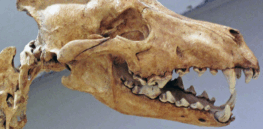 The resurrection of the dire wolf is phony, but Colossal Biosciences' de-extinction research could revolutionize drug development and healthcare