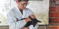 Black goats that endure hot days? Chinese scientists developed them using gene editing