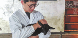 Black goats that endure hot days? Chinese scientists developed them using gene editing