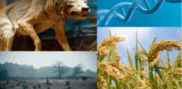 Viewpoint: Why de-extinction efforts should be redirected at classical habitat conservation or improving agricultural production