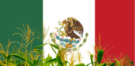 Mexican scientists call for quick approvals of gene-edited crops even as restrictions persist on GMO agriculture
