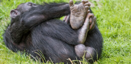 Quirks of evolution: Human vs ape testicle size and why we are the only animal with chins