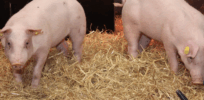Swine-origin flu remains a deadly threat. Here is a gene-edited way to protect pigs – and us