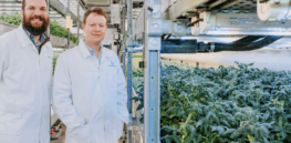 CRISPR tomatoes that can produce up to 400% more fruit are in development