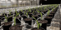 Meeting the challenge of reducing the sustainability impact of synthetic fertilizers