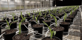 Meeting the challenge of reducing the sustainability impact of synthetic fertilizers