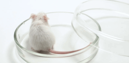 Viewpoint: No, we should not follow RFK, Jr.’s recommendation and quickly phase out biomedical research animal testing 