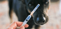 Rightfully concerned your dog could die of rabies? Many vaccine-suspicious pet owners follow RFK, Jr.’s guidance, increasingly reject life-protecting jabs