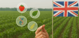 Taste, nutrition, yield, disease resistance, climate resilience: England becomes first country in Europe to legalize the development and sale of gene-edited plants and food