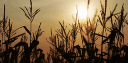 Sustainable farming: How can we engineer crops to adapt to drought and other effects of a warming climate?