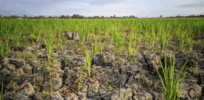 Viewpoint: We need a coordinated global effort to counteract climate change’s impact on food production