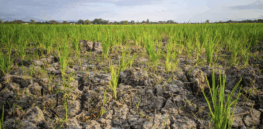 Viewpoint: We need a coordinated global effort to counteract climate change’s impact on food production