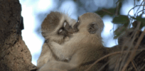 Kiss and tell: The 21 million-year-old history of smooching
