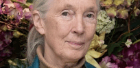 Viewpoint: Jane Goodall was duped by anti-crop biotechnology conspiracy junk science