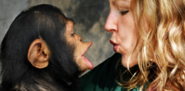 'Why do humans have language and other animals apparently don’t?'