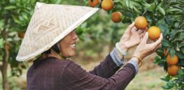 Viewpoint: U.S. and Europe lagging behind China’s embrace of crop gene editing