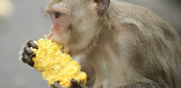 In case there was any remaining doubt: 7-year long primate study proves no health issues are linked to GMO crops