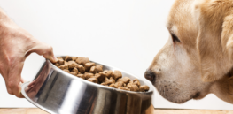 Are climate activists targeting dogs and their owners?