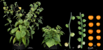 Yummy goldenberries with their pineapple-mango taste could transform via gene editing into a mass grocery market star