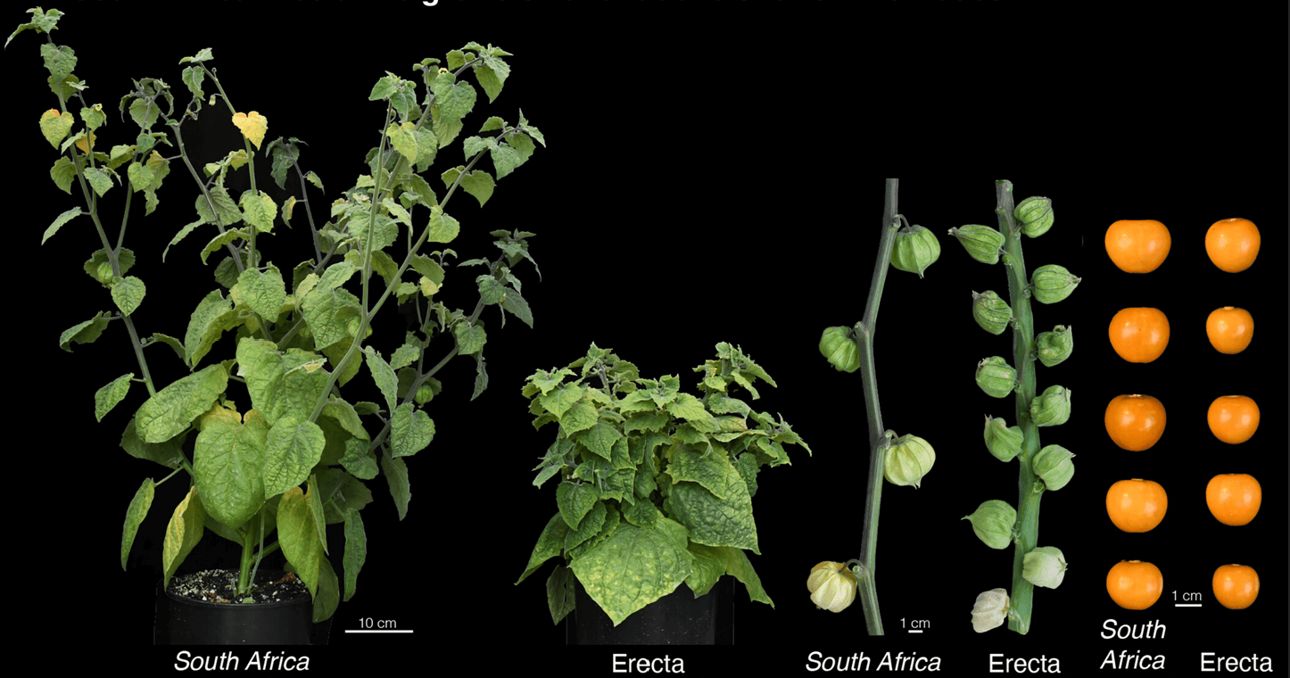 Yummy goldenberries with their pineapple-mango taste could transformed via gene editing into it a mass grocery market star