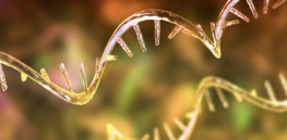 Might CRISPR gene editing in medicine open up a can of 'unintended consequences' worms? RNA advances could address that threat