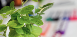 Corporate control, ecological challenges and food safety: Challenges await expansion of the gene-editing crop revolution