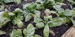 Discovery of growth ‘switch’ in cold-hardy plants could unlock pathways to develop more cold-resilient crops