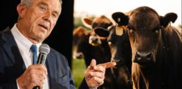 Despite 'no conflicts of interest’ pledge, several of Kennedy’s dietary advisors have ties to the meat and dairy industry 