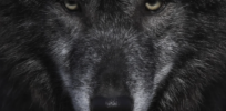 ‘The dire wolf isn’t back’: A Colossal failure or the cutting-edge of conservation? Maybe both