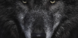 ‘The dire wolf isn’t back’: A Colossal failure or the cutting-edge of conservation? Maybe both