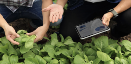 AI is a revolutionary tool to increase global farming output and food productivity
