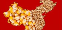 China leads Asia in its slow embrace of genetically modified crops