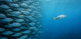 Non-human animals and even bacteria are prone to spread misinformation