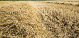 Repurposing the husks and other fibrous residue from seed crops could be converted into carbon-storing building supplies