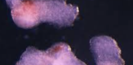 Eerily human-like embryo models are being crafted from stem cells in laboratories, raising ethical concerns