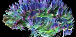 Skipping the shingles vaccine can be deadly: Infection may also speed biological aging