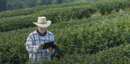 How China engineered its agricultural revolution