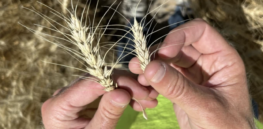 Anti-biotechnology activists smear hybrid wheat breakthrough that could surge yields in poorer countries