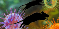 Hantavirus revives COVID-era conspiracies and distrust in public health 