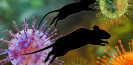 Hantavirus revives COVID-era conspiracies and distrust in public health 