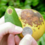 The Orange Bowl without oranges: Can CRISPR save Florida citrus?