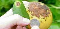 The Orange Bowl without oranges: Can CRISPR save Florida citrus?