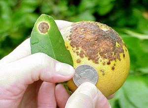 The Orange Bowl without oranges: Can CRISPR save Florida citrus?