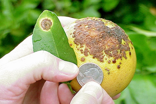 The Orange Bowl without oranges: Can CRISPR save Florida citrus?