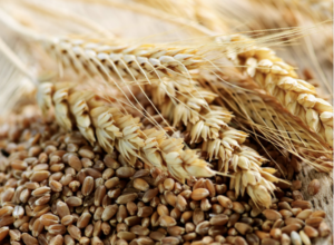 Viewpoint: What happens when whole grains meet modern food manufacturing? Labels don’t tell the whole story.