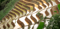 Seeds of power: China turns to genetic engineering to become global superpower