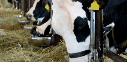 UK gene-editing milestone: Livestock barley that increases ruminant value and reduces methane emissions is first-approved CRISPR crop